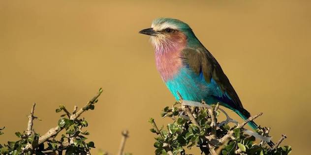 https://africa-safaris.com/uploads/2b5844a9-a140-4706-8f35-7dcf8e1f44ab.jpg