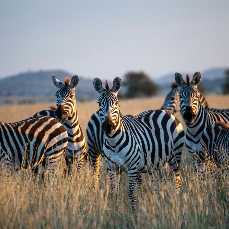https://africa-safaris.com/uploads/38c40c73-d01c-4f4d-ba8b-db707c97b1ab.jpg