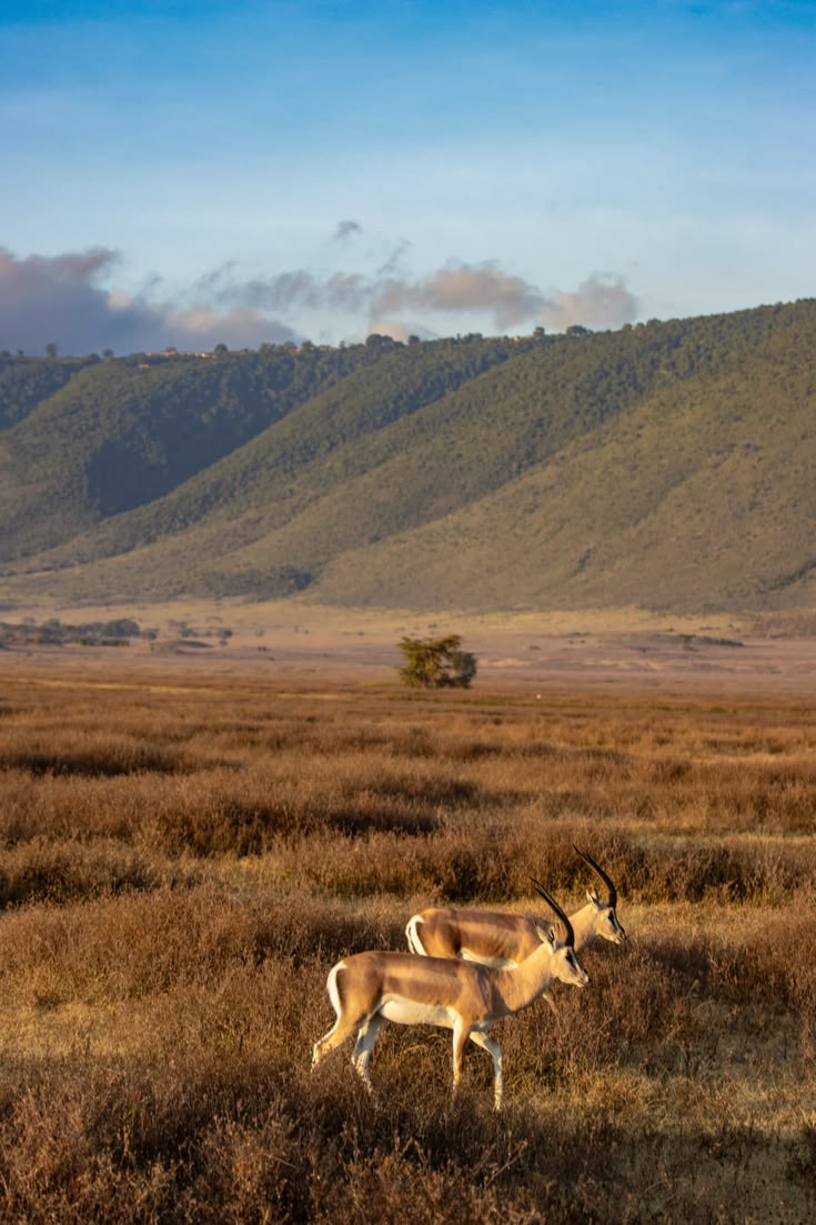 https://africa-safaris.com/uploads/5578363d-ab48-4613-9c2d-4ceb40bc8f79.jpg
