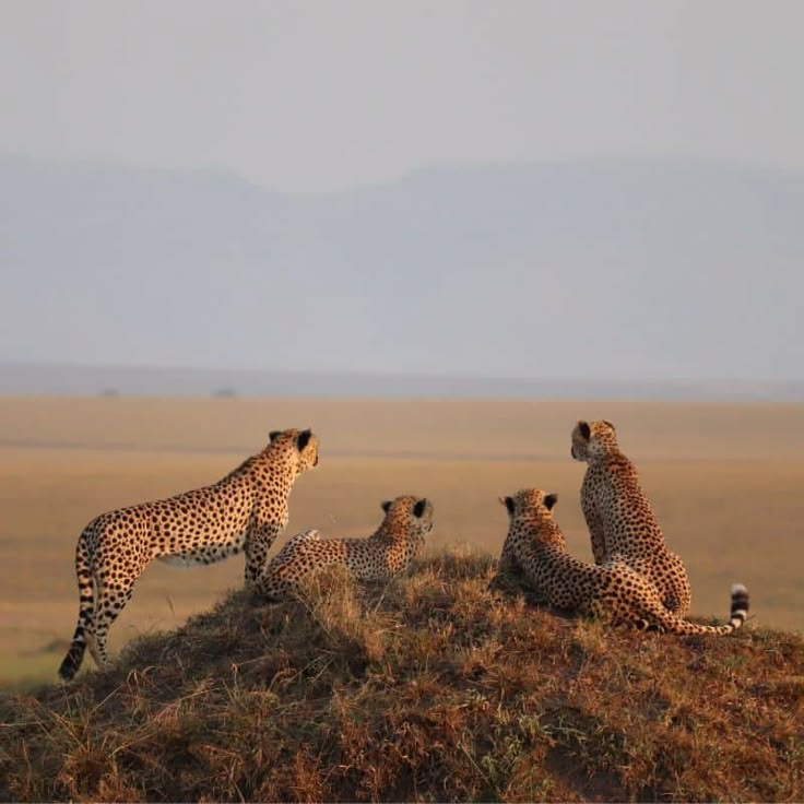 https://africa-safaris.com/uploads/56886be4-a129-4932-9e89-1b6677e42a86.jpg
