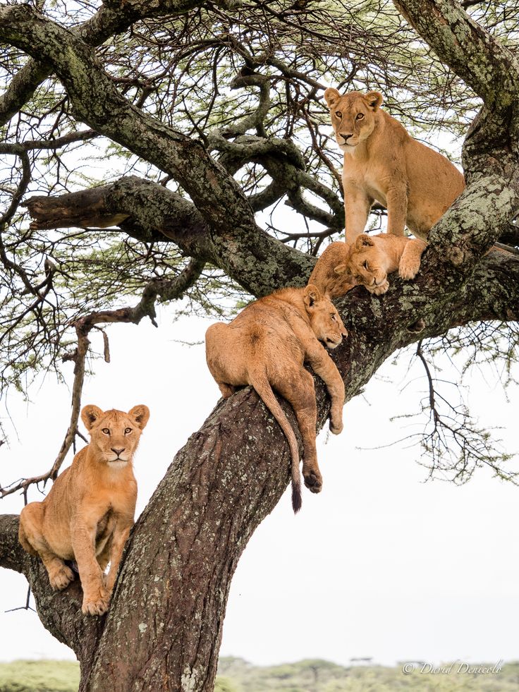 https://africa-safaris.com/uploads/5aeab26b-782a-4035-ac6b-e5eb9553d6d1.jpg