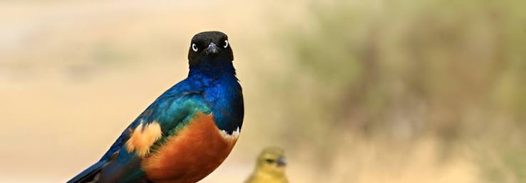 https://africa-safaris.com/uploads/7706c6c2-8e86-44f3-984c-c68946716845.jpg