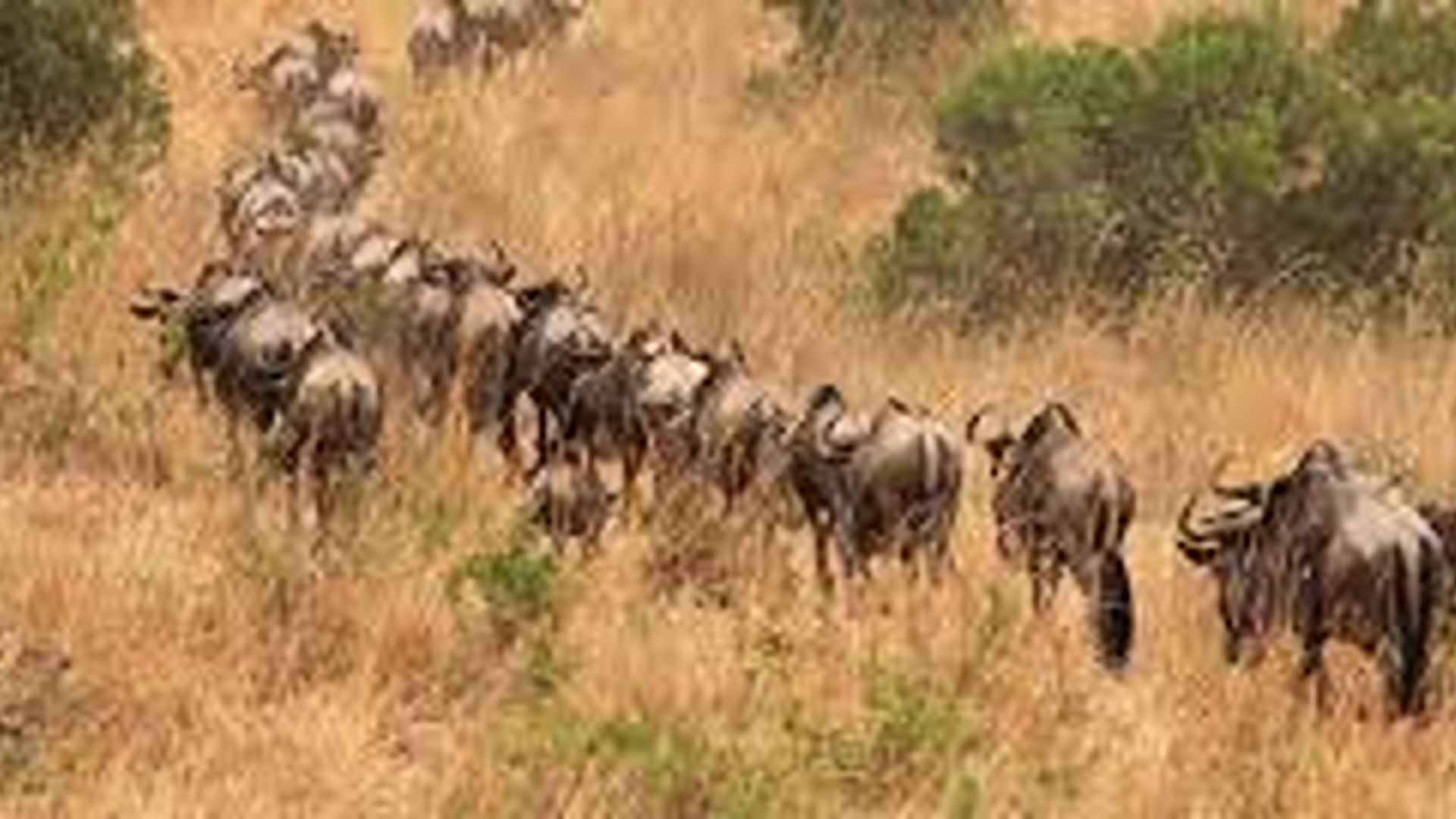 https://africa-safaris.com/uploads/78efcf61-433d-45f9-a8cd-63a546109149.jpg