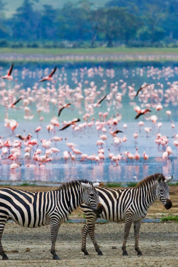 https://africa-safaris.com/uploads/80c1b3be-f5f2-4b2f-904b-61bd1406fe9a.jpg