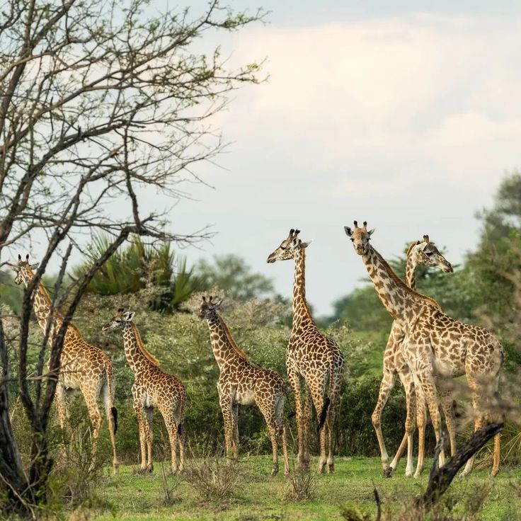https://africa-safaris.com/uploads/847b1f33-e1bb-4d96-a7b4-019b09f4db28.jpg
