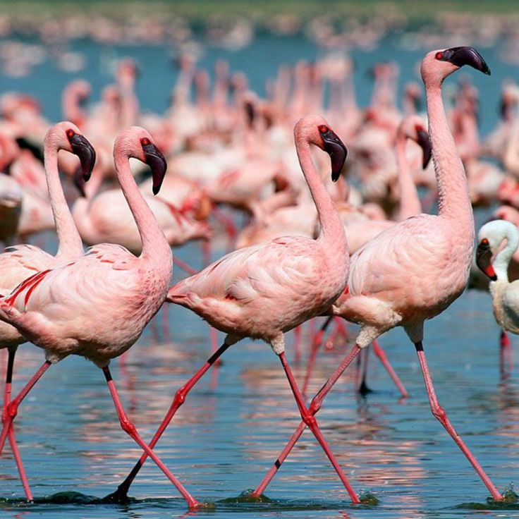 https://africa-safaris.com/uploads/a0fb96b8-46c1-43df-ba1f-0e4134df7919.jpg