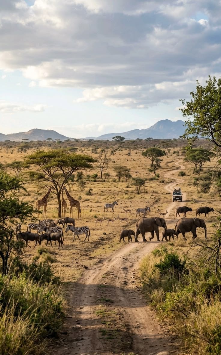 https://africa-safaris.com/uploads/d414472a-fa36-4dd1-a479-41e3589c9fd4.jpg