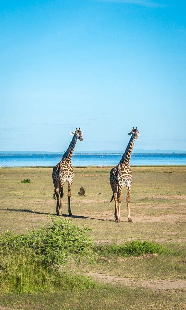 https://africa-safaris.com/uploads/e9470f20-7e49-440c-aac0-1053ac77f601.jpg