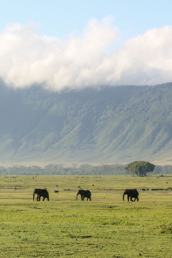 https://africa-safaris.com/uploads/f3dfe0be-d72f-460c-8e80-0857f06c3b96.jpg