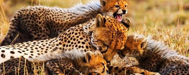 https://africa-safaris.com/uploads/f937070d-a9d4-4187-8c2b-5963e4babde6.jpg