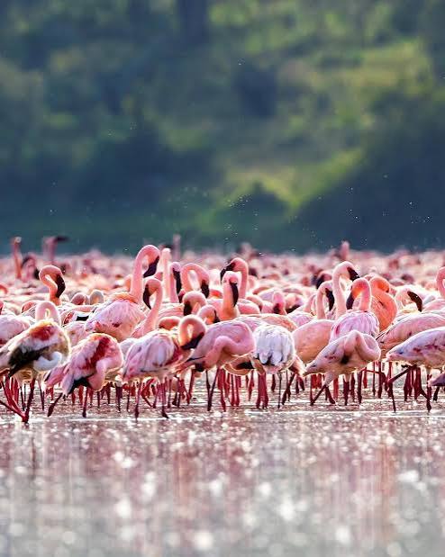 https://africa-safaris.com/uploads/fd16ee77-e95d-4eb1-a915-76f3213e18d6.jpg